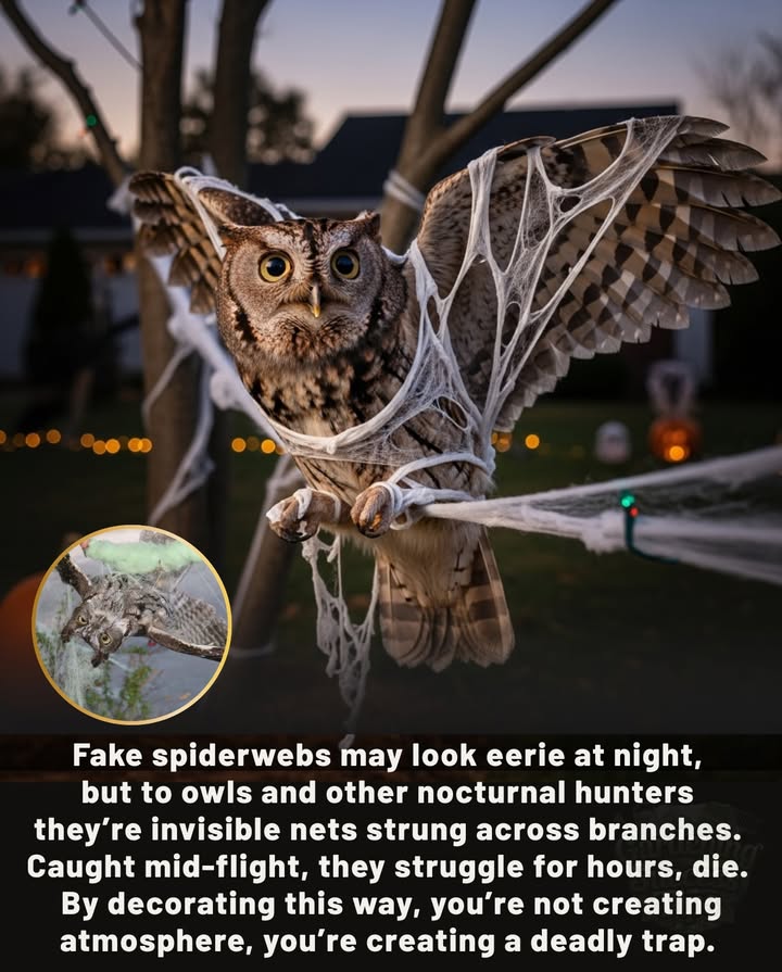 黎 Those stretchy, fake spiderwebs might look festive but for owls, theyre deadly snares. Hunting silently at night, an owl can crash into them mid-flightits feathers tangled, its struggle unseen in the dark. Too often, the outcome is slow exhaustion and death.

This Halloween, lets make it scary for the right reasonsnot for the innocent wildlife that shares our neighborhoods. Choose safe décor, and keep the real magic alive.