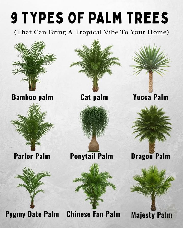 Palm trees arent just for beachesthey make striking houseplants too! Here are nine popular varieties that thrive indoors or in warm climates:

1. Bamboo Palm  Air-purifying and shade-tolerant
2. Cat Palm  Lush, bushy, and perfect for corners
3. Yucca Palm  Hardy and architectural
4. Parlor Palm  Compact and classic for low-light rooms
5. Ponytail Palm  Drought-tolerant with a bulbous base
6. Dragon Palm  Spiky and sculptural
7. Pygmy Date Palm  Elegant and petite
8. Chinese Fan Palm  Fan-shaped foliage adds flair
9. Majesty Palm  Tall, graceful, and loves humidity

華 These palms bring structure, greenery, and that unmistakable tropical vibe to any home or garden.
