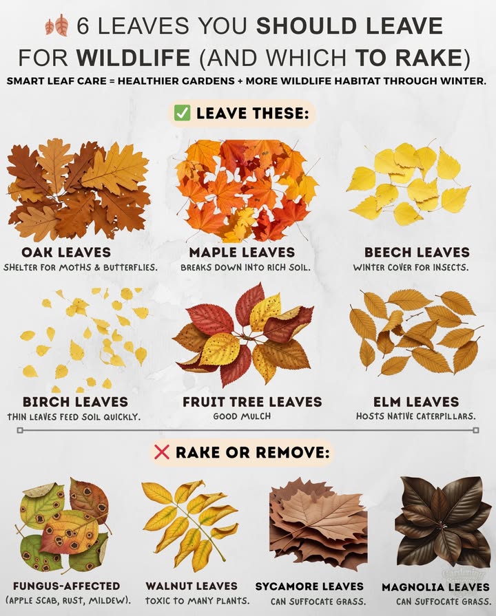 Not all fallen leaves are equal, some protect pollinators and soil, while others can smother your lawn.