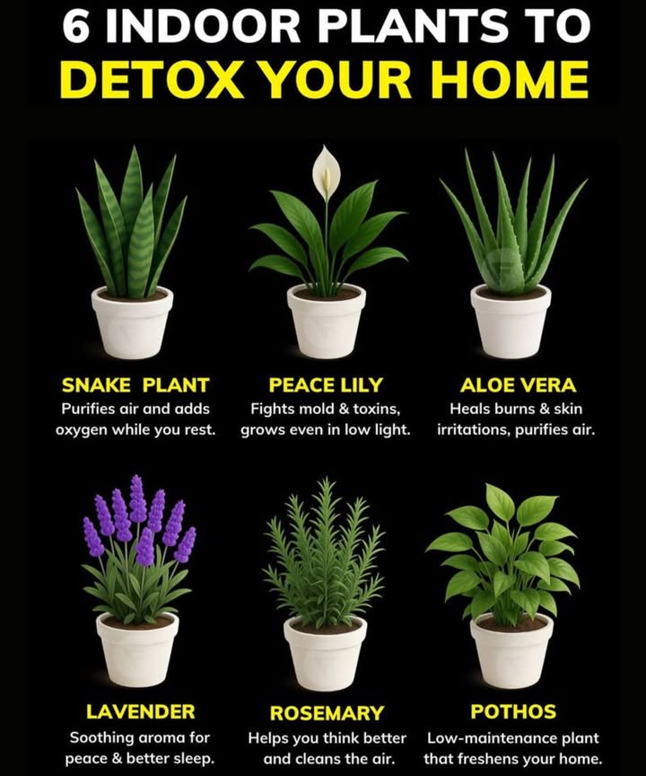 6 Indoor Plants That Naturally Detox Your Home
Bring nature indoors and let your plants do the cleaning!  These air-purifying wonders not only freshen your space but also boost your well-being and peace of mind.

 Snake Plant

Purifies the air and releases oxygen at night  ideal for your bedroom.

 Peace Lily

Fights mold, toxins, and thrives even in low-light areas.

 Aloe Vera

Heals burns and skin irritations while purifying the air.

 Lavender

Its soothing scent promotes calmness, peace, and better sleep.

 Rosemary

Sharpens focus, clears the air, and enhances your mood.

 Pothos

A hardy, low-maintenance plant that keeps your home feeling fresh and clean.

 Tip: Place a mix of these plants in your living room, kitchen, and bedroom to create a natural detox zone that looks beautiful and breathes life into your home.