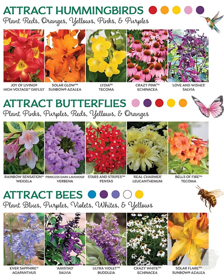 More color = more pollinators = more blooms!