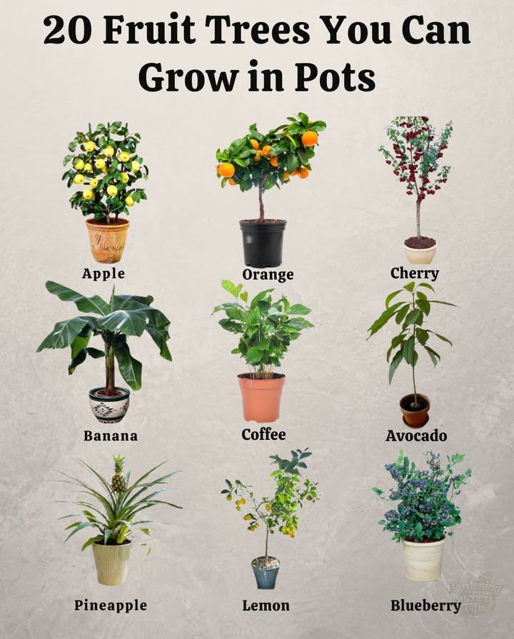 Growing fruits in pots: an ideal solution for small spaces   
Enjoy a home harvest even on a balcony with these easy-to-grow potted fruits, along with their sowing and harvest seasons for each variety.  
 Strawberry  
 Sowing: spring and autumn  
 Harvest: 60-90 days  
 Tomato  
 Sowing: spring and summer  
 Harvest: 70-120 days  
勒 Cucumber  
 Sowing: spring and summer  
 Harvest: 50-70 days  
省 Mango  
 Sowing: spring and summer  
 Harvest: 3-5 years  
 Pear  
 Sowing: autumn and winter  
 Harvest: 3-5 years  
 Apple  
 Sowing: autumn and winter  
 Harvest: 2-5 years  
 Orange  
 Sowing: spring and summer  
 Harvest: 2-5 years  
 Lemon  
 Sowing: spring and summer  
 Harvest: 2-5 years  
 Grape  
 Sowing: spring and summer  
 Harvest: 2-5 years  
 Raspberry  
 Sowing: spring and autumn  
 Harvest: 60-90 days  
 Blackberry  
 Sowing: spring and autumn  
 Harvest: 60-90 days  
 Plum  
 Sowing: autumn and winter  
 Harvest: 2-5 years  
 Peach  
 Sowing: spring and summer  
 Harvest: 2-5 years  
 Nectarine  
 Sowing: spring and summer  
 Harvest: 2-5 years  
 Pitaya Dragon Fruit  
 Sowing: spring and summer   
 Harvest: 2-5 years   
 Guava   
 Sowing: spring and summer   
 Harvest: 2-5 years   
 Mangosteen   
 Sowing: spring and summer   
 Harvest: 3-5 years   
 Rambutan   
 Sowing: spring and summer   
 Harvest: 2-5 years   
 Lychee   
 Sowing: spring and summer   
 Harvest: 2-5 years   
 Papaya   
 Sowing: spring and summer   
 Harvest: 1-2 years   
華 Transform your balcony or terrace into a miniature orchard and enjoy fresh fruits all year round. Start your urban garden today!