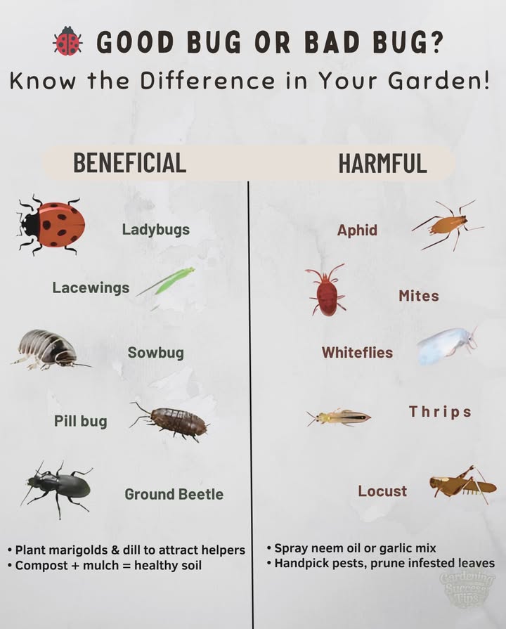 Not All Insects Are Pests! 
Your garden is alive with tiny alliesand a few foes. Knowing whos who makes all the difference:

 Beneficial Insects
 Ladybugs  Aphid assassins
 Lacewings  Whitefly warriors
 Sowbugs & Pill Bugs  Soil builders
 Ground beetles  Caterpillar control

 Harmful Insects
 Aphids  Leaf suckers
 Mites & Thrips  Silent leaf wreckers
 Whiteflies  Mold magnets
 Locusts  Crop chompers

 Natural Control Tips
 Plant marigolds & dill to attract helpers
 Spray neem oil or garlic mix
 Handpick pests, prune infested leaves
 Compost  mulch = healthy soil

Let nature do the work  garden smarter, not harder! 龍
