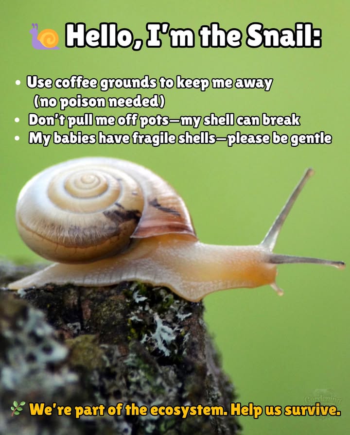 Hello, Im the SnailYour Ancient Garden Neighbor
Sometimes I nibble your plants, but please dont use poisonsthey hurt me and pollute your soil.

 Kinder Ways to Keep Me Away:
 Sprinkle coffee grounds around your plants.
 Ill avoid them, and your soil will get a nutrient boost too!
 Be gentle if you find me on a pot.
 Pulling me off can crack my shell and end my life.

 And those tiny snails behind me?
 Theyre my babies with fragile shellsfew survive, but theyre vital to natures balance.

 Weve been part of this earth for millions of years. With your care, we can stay here a little longer.