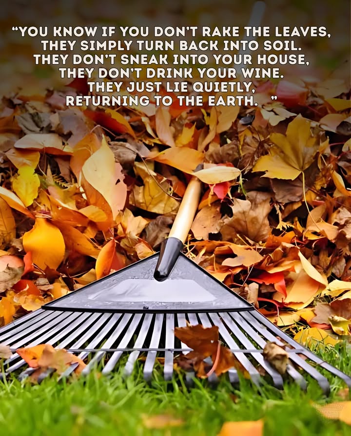 Fallen leaves arent mess. Theyre natures mulchbreaking down into soil, sheltering overwintering insects, and feeding next springs plants.

Instead of bagging them all up, try leaving a layer under trees, in garden beds, or tucked into a corner pile. Youll save time, support wildlife, and build healthier soil for free.