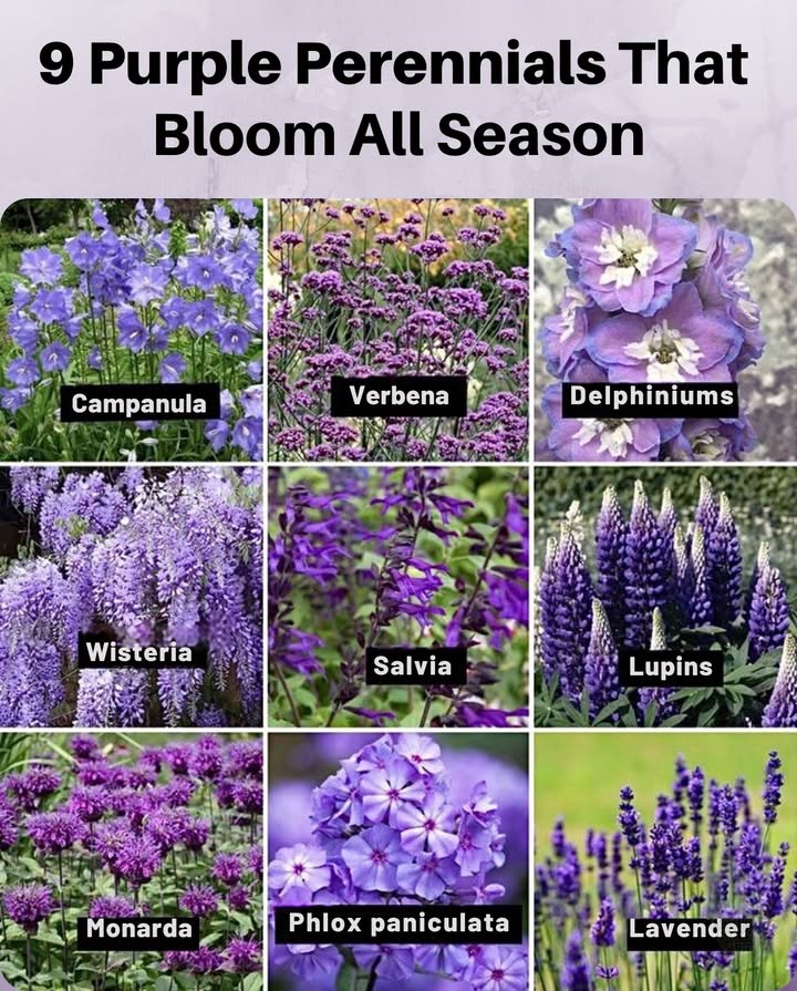 Purple Perennials That Shine All Season 
 Campanula  Zones 38, cheerful bell-shaped blooms.
 Verbena  Zones 711, attracts butterflies & bees.
 Delphiniums  Zones 37, tall spikes of violet drama.
 Wisteria  Zones 49, cascading blooms with fragrance.
 Salvia  Zones 410, pollinator favorite, drought-tolerant.
 Lupins  Zones 48, vibrant spires for cottage gardens.
 Monarda  Zones 49, bee balm that pollinators cant resist.
 Phlox paniculata  Zones 48, clusters of long-lasting blooms.
 Lavender  Zones 59, fragrant purple waves all summer.

 Perfect picks for season-long color in beds & borders!