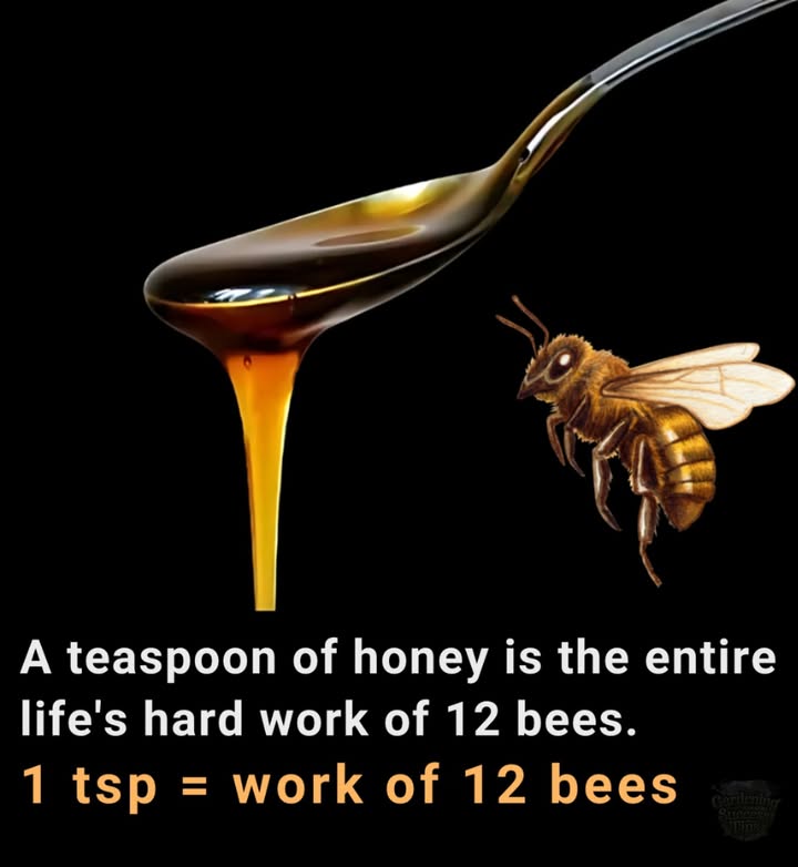 A Drop of Gold, A Lifes Work  
Just one teaspoon of honey is the result of 12 bees teamwork. Every drop is vital for life. Lets respect our bees!