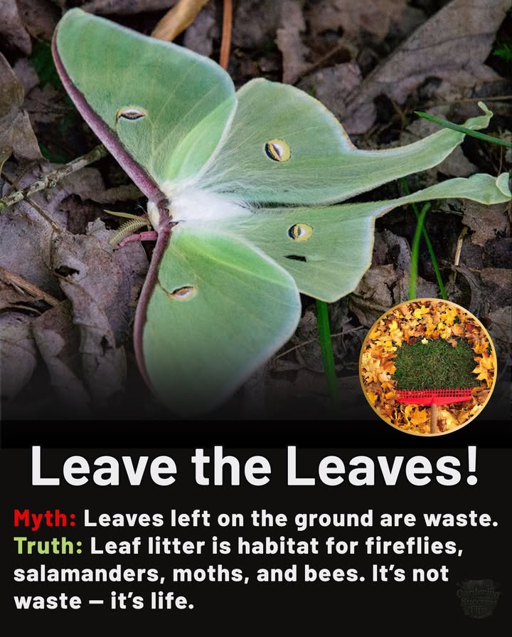 Leaves Are Habitat, Not Trash! 
This fall, skip the rake-and-toss routine! 
1. Winter Shelter: Fallen leaves and brush provide homes for butterflies, native bees, and other wildlife. 
2. Natural Insulation: A layer of leaves protects insects and soil life from freezing temperatures. 
3. Hidden Life: Many pollinators nest in flower heads or beneath leaf litterremoving them risks losing next years garden helpers. 
4. Smarter Cleanup: Instead of bagging everything, leave some brush piles and logs to give nature safe spaces.

By leaving the leaves, youre helping pollinators survive winter and return stronger next spring!