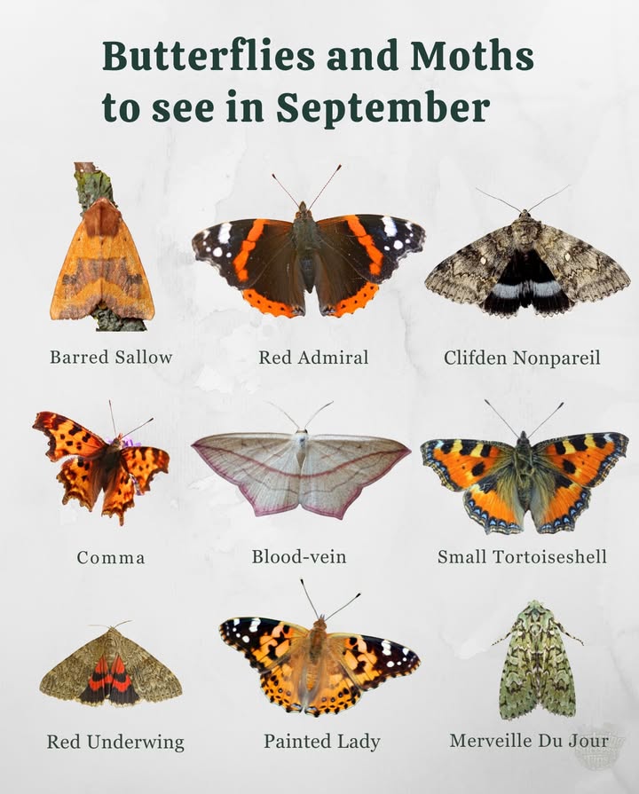 Butterflies & Moths to Spot in September UK 曆
As the seasons shift from summer to autumn, different winged wonders appear in our wild spacesbringing a final burst of color before the cooler months arrive.
