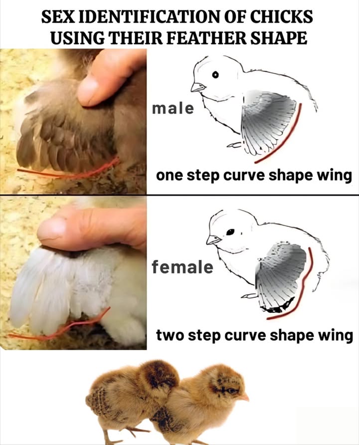 Chick Sexing by Feather Shape
A practical, non-invasive method for early identification:

 Female chicks: Primary feathers grow faster than covert feathers
 Male chicks: Primary and covert feathers grow at similar lengths
 Works best on certain fast-feathering breeds
 Observe feather curvefemales show a two-step shape, males a single curve
 Ideal during the first few days after hatching
 Useful for small-scale backyard flocks and breeders alike