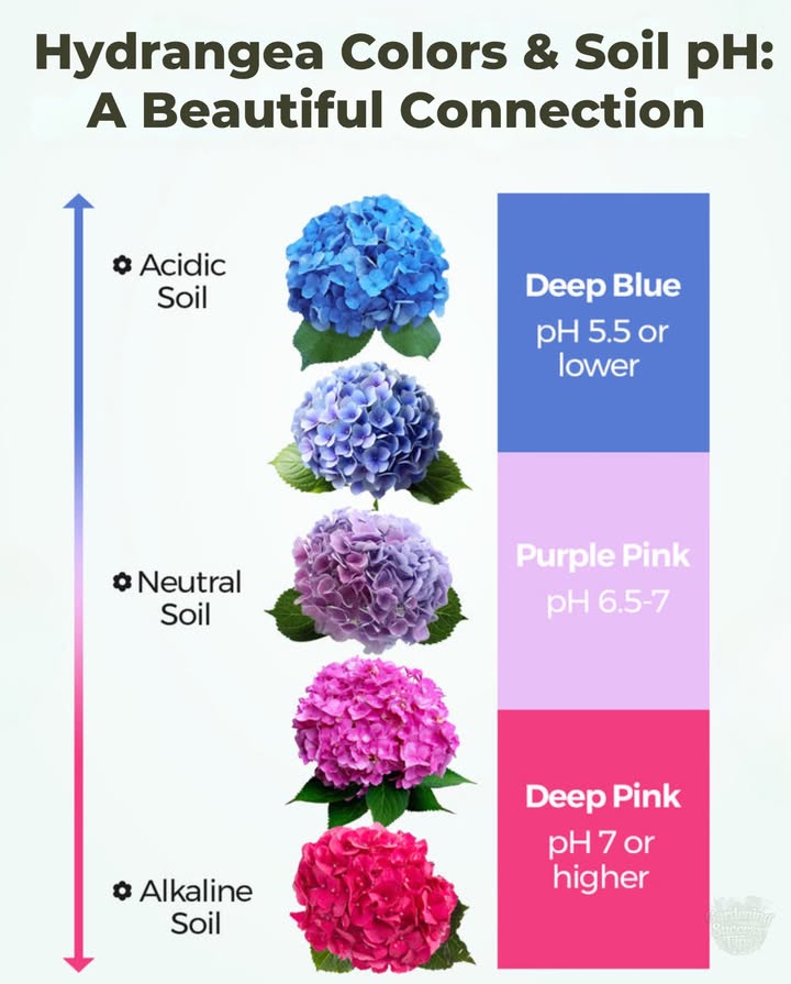 Hydrangeas dont just growthey tell a story about your soil. 
 Acidic Soil pH below 6.0  Blue or purple flowers
 Alkaline Soil pH above 6.0  Pink or red flowers

 To shift color naturally:
 Add aluminum sulfate or coffee grounds for bluer blooms
 Use garden lime or crushed eggshells for pinker hues

 Works in both containers and garden bedsjust be patient, changes take time!