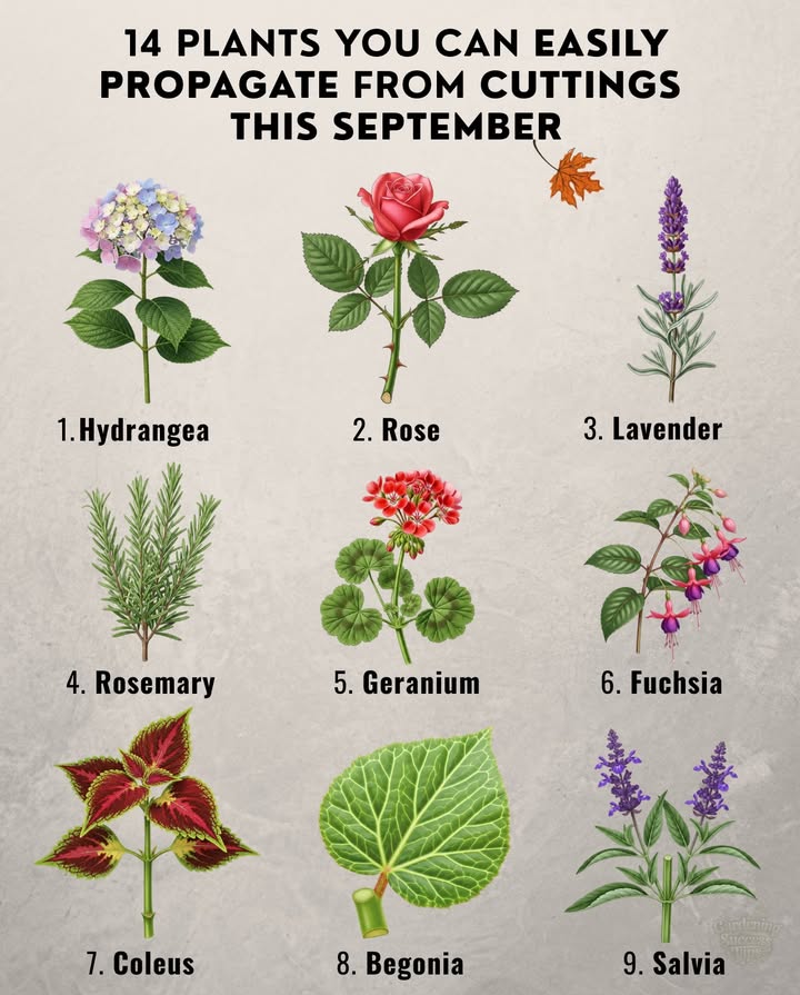 Snip it, root it, grow it!  Here are 14 plants perfect for propagation this month:

1. Hydrangea  Semi-ripe cuttings. Zones 39.
2. Rose  Stem cuttings. Zones 311.
3. Lavender  Woody stem cuttings. Zones 59.
4. Rosemary  Green sprigs. Zones 710.
5. Geranium  Leafy stem cuttings. Zones 912 annual elsewhere.
6. Fuchsia  Softwood cuttings. Zones 810.
7. Coleus  Colorful foliage cuttings. Zones 1011 annual elsewhere.
8. Begonia  Leaf cuttings with veins. Zones 911.
9. Chrysanthemum  Stem cuttings with buds. Zones 59.
10. Salvia  Flowering stem cuttings. Zones 410.
11. Mint  Fresh sprigs. Zones 311.
12. Camellia  Semi-hardwood cuttings. Zones 79.
13. Ivy  Trailing cuttings. Zones 49.
14. Forsythia  Woody cuttings with flowers. Zones 49.

 Tip: Use sharp tools and keep soil moist for strong rooting! 
#Propagation #GardenTips