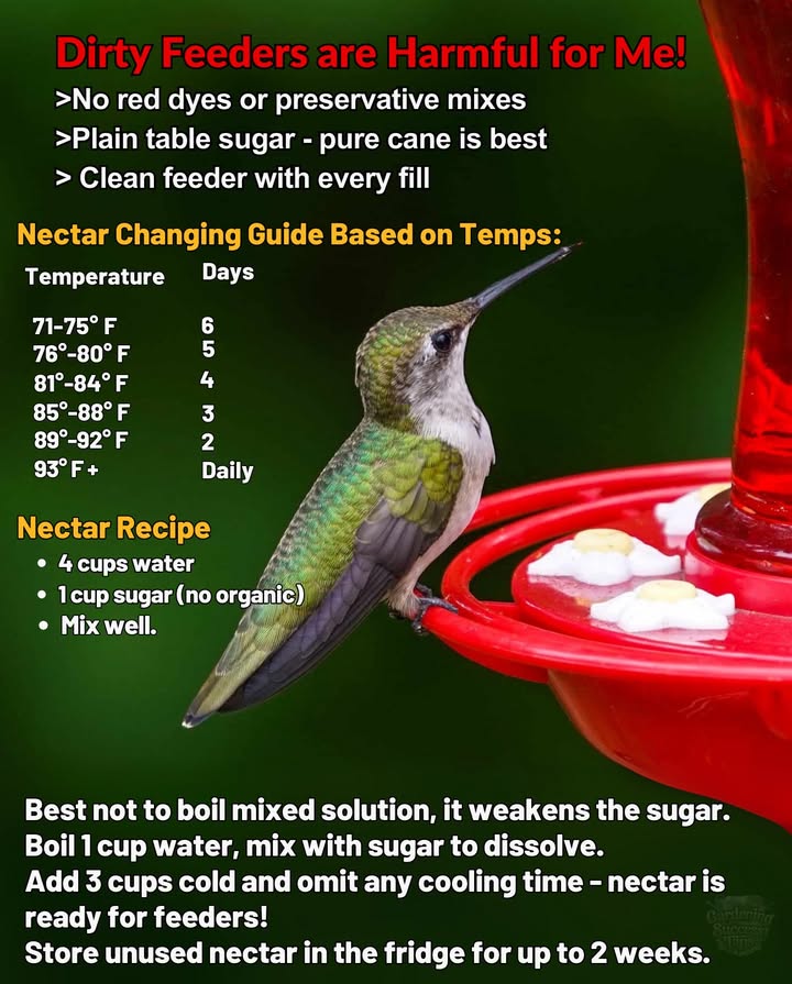 Hummingbird Season Tips  Nectar Safety & Feeding 
 Heat speeds up nectar contamination  in hot weather, feeders can spoil in just 24 hours.
 Always rinse with hot water no soap to prevent mold and bacteria buildup.
 Skip organic or raw sugars  they contain minerals harmful to hummingbirds.
 Feeders should supplement natural food, not replace it  plant nectar-rich flowers nearby for balance.

#HummingbirdCare
