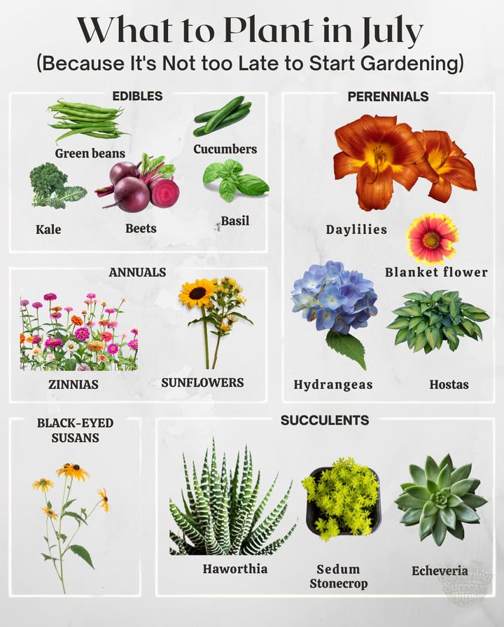 What to Plant in July
Youre not behindjust planting with the sun on your side 

塞 Edibles:
 Kale
 Basil
 Swiss chard
 Green beans
 Radishes
 Beets
 Carrots
 Summer squash
 Cucumbers

 Perennials:
 Daylilies
 Hydrangeas
 Hostas
 Coreopsis
 Shasta daisy
 Blanket flower Gaillardia

 Annuals:
 Zinnias
 Black-eyed Susans
 Marigolds
 Cosmos
 Sunflowers

 Succulents:
 Haworthia
 Sedum stonecrop
 Echeveria
 Sempervivum Hens and Chicks

 Tip: Water early, mulch deeply, and pick fast-growing varieties to beat the heat.