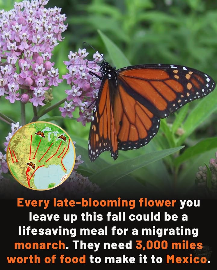 One careless cut one spray of chemicals could mean the difference between survival and collapse for these fragile travelers.
How you can help:
 Leave late bloomers standing  asters, goldenrod, coneflowers, sunflowers, zinnias.
 Skip the deadheading & cutting back  seed heads feed birds, nectar feeds butterflies.
 Avoid pesticides & sprays  they poison monarchs and their wild allies.
 Plant milkweed & fall nectar flowers  the fuel monarchs need to reach Mexico.