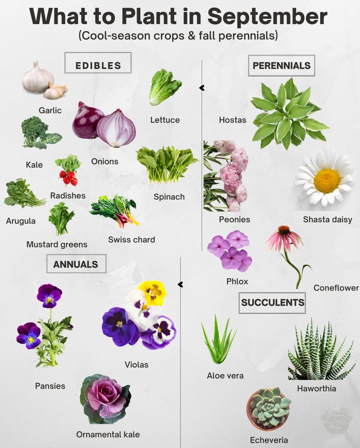 September Planting Guide

EDIBLES
Garlic, Kale, Onions, Lettuce, Radishes, Spinach, Arugula, Mustard greens, Swiss chard
 Start early so roots mature before frost
 Use row covers to protect seedlings

PERENNIALS
Hostas, Peonies, Shasta daisy, Phlox, Coneflower
 Divide clumps for more blooms next year
 Water well after planting to help roots settle

ANNUALS
Pansies, Violas, Ornamental kale
 Choose hardy varieties for fall color
 Plant in rich soil for strong growth

SUCCULENTS
Aloe vera, Haworthia, Echeveria
 Place in containers with good drainage
 Keep dry as nights cool down