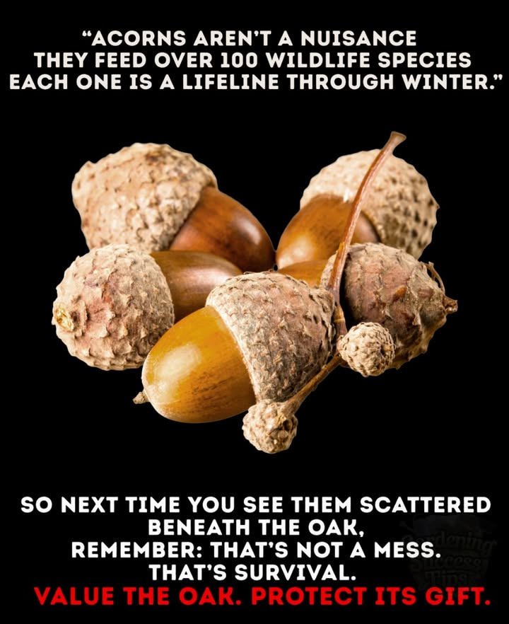 Acorns are a lifeline for wildlife, feeding over 100 species through winter! Squirrels, jays, and deer rely on them to survive. 

Next time you see acorns on the ground, dont sweep them away. Thats not clutter  its nature giving back!
