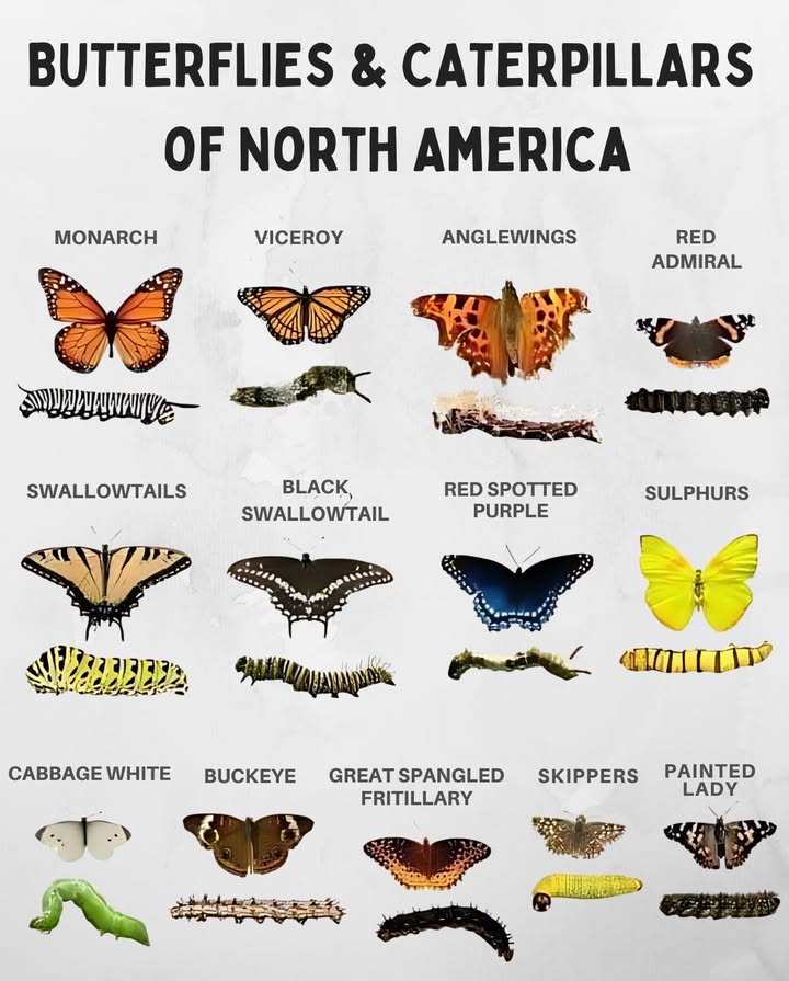 曆 Butterflies & Caterpillars of North America
Get familiar with the garden guests fluttering around and the crawlers munching on leaves!

 Monarchs and Viceroys look alike, but only one mimics
 Swallowtails show bold stripes in both life stages
 Red Admirals and Painted Ladies migrate long distances
 Sulphurs and Cabbage Whites are common in veggie gardens
 Fritillaries, Skippers, and Anglewings blend beautifully into forest edges
 Knowing both forms helps support native species in your garden

 Spotting caterpillars helps you protect pollinators while gardening naturally!

#ButterflyGarden  #CaterpillarID