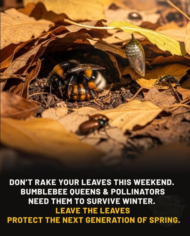 Why you shouldnt rake this weekend
 Beneath those leaves, bumblebee queens curl up to survive winter.
 Butterflies overwinter as chrysalises, hidden and still.
 Beetles and native pollinators take refuge under the leaf blanket.
 Raking removes their shelter  the next generation of spring pollinators.
 Let the leaves stay. Let life rest.

曆 Zones: Suitable for all temperate regions where pollinators overwinter in leaf litter USDA Zones 39.