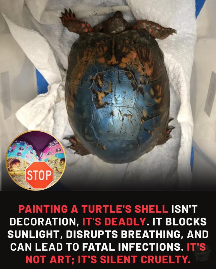 Turtles arent canvases. Their shells are living tissue. Protect them  never paint, glue, or decorate.
It might look like decoration, but its deadly.
 Paint blocks vital sunlight the shell needs to stay healthy.
 Turtles breathe through their shells  paint disrupts this process.
 Toxic chemicals seep in, causing infections and organ damage.
 Many turtles die slowly from what seems like art.
#TurtleConservation