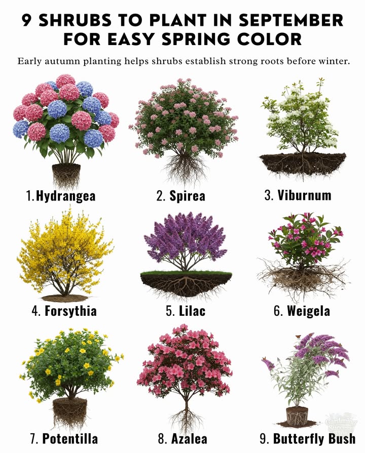 Early autumn planting helps shrubs establish strong roots before winter.