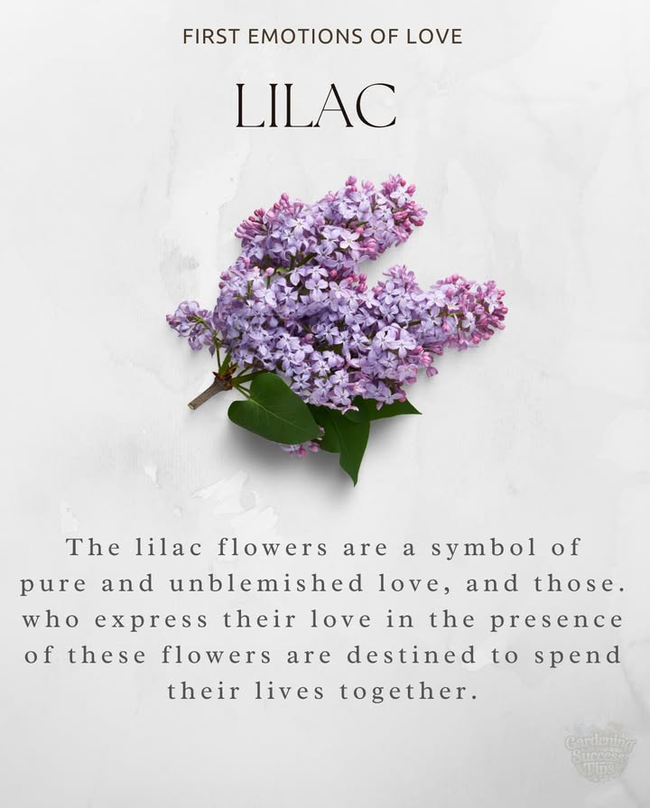 Lilac  First Emotions of Love
These delicate blossoms symbolize pure, innocent love and the promise of lasting bonds. A timeless flower for new beginnings and heartfelt connections.

#LilacMeaning #FloralSymbolism