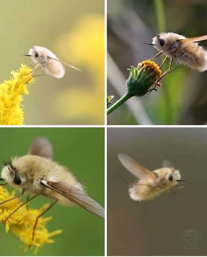 Bee Flies  Natures Cutest Pollinators

 Why Gardeners Love Them:

笠 Fuzzy & Adorable
They look like flying plush toystiny, fluffy, and harmless!

 Tiny Pollination Heroes
They help flowers bloom by transferring pollen as they sip nectar.

 Bee Look-Alikes, But Safer
They mimic bees to stay safebut they dont sting. All charm, no harm!

 Hover Like Pros
These little acrobats hover mid-air like hummingbirds while feeding.

 Where You Might Spot Them:
Bee flies are commonly found in sunny gardens, meadows, and near wildflowers during spring and summer.