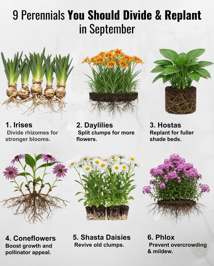 September is the perfect time to refresh tired perennials and get them ready for next year.

 Irises Zones 39  Divide rhizomes for stronger blooms.
 Daylilies Zones 39  Split clumps for more flowers.
 Hostas Zones 38  Replant for fuller shade beds.
 Coneflowers Zones 39  Boost growth and pollinator appeal.
 Phlox Zones 48  Prevent overcrowding & mildew.
 Peonies Zones 38  Move now for next years bloom.
 Shasta Daisies Zones 49  Revive old clumps.
 Sedum Zones 39  Hardy, easy to transplant.
 Asters Zones 48  Ensure a fuller fall and spring show.

 Divide now, double the color later!