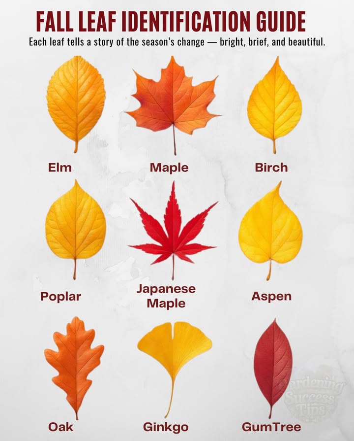 Each leaf tells a story of the seasons change  bright, brief, and beautiful.
 Elm  Serrated edges and golden hue 
 Maple  Classic red lobes of autumn fame 
 Birch  Small, bright yellow with fine teeth 
 Oak  Deeply lobed, turning bronze to russet 
 Ginkgo  Fan-shaped and pure gold 
 Gum Tree  Smooth, wine-red and glossy 
 Poplar  Heart-shaped, glowing lemon-yellow 
 Japanese Maple  Delicate crimson stars 
 Aspen  Round, golden leaves that flutter like coins in the wind