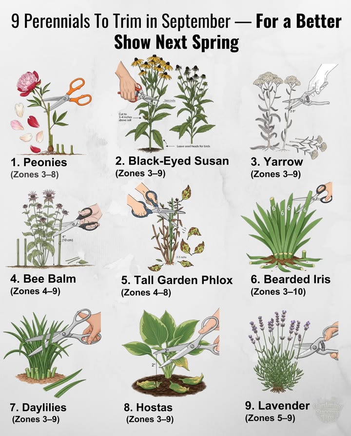 Trim These Perennials in September  for Healthier Growth & Bigger Blooms Next Spring
1 Peonies Zones 38
 Cut foliage to ground level.
 Dispose of leaves to prevent fungal disease.
 Stems: cut 12 in. 2.55 cm above soil.

2 Hostas Zones 39
 Wait until leaves turn mushy after frost.
 Cut foliage to 2 in. 5 cm from crown.

3 Daylilies Zones 39
 Trim spent foliage to 46 in. 1015 cm.
 Remove dead leaves for tidier beds.

4 Bee Balm Zones 49
 Cut stems to 4 in. 10 cm.
 Dispose of trimmings prevents mildew.

5 Tall Garden Phlox Zones 48
 Cut stems to 23 in. 58 cm.
 Remove diseased foliage.

6 Bearded Iris Zones 310
 Trim to 6 in. 15 cm.
 Cut leaves into a fan shape.

7 Lavender Zones 59
 Light trim only. Remove faded flower stems.
 Leave 23 in. 58 cm green growth.

8 Yarrow Zones 39
 Cut stems to 23 in. 58 cm.
 Remove flower stalks after bloom.

9 Black-Eyed Susan Zones 39
 Option 1: Cut to 34 in. 810 cm.
 Option 2: Leave seed heads for birds.

10 Spike Speedwell Zones 38
 Cut back to basal foliage low rosette.
 Leave 12 in. 2.55 cm.

11 Globe Thistle Zones 38
 Cut stems to 23 in. 58 cm.
 Remove seed heads to prevent spreading.

 When to Cut By USDA Zone

Zones 35: After first frost late SeptOct.
Zones 67: Mid to late fall, before collapse.
Zones 89: Slightly earlier; focus on tidying & disease prevention.