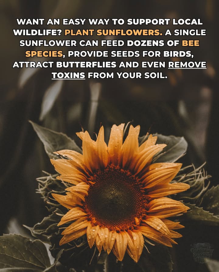Sunflowers: More Than Just Pretty Faces
 Pollinator Paradise  Attract bees, butterflies, and other helpful insects
 Bird Buffet  Mature seeds feed finches, sparrows, and more
 Soil Helpers  Absorb toxins like lead and heavy metals phytoremediation
 Easy to Grow  Thrive in full sun, adapt to many soils, low maintenance

A single sunflower can brighten your garden and help nature thrive.