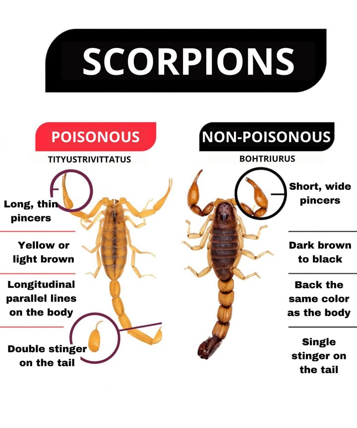 廬 Identify dangerous scorpions and avoid risks 

 Venomous Tityus trivittatus:

Long, thin pincers.

Yellow or light brown.

Parallel lines on the body.

Double stinger on the tail.

 Non-venomous Bothriurus:

Short, wide pincers.

Dark brown to black.

Back the same color as the body.

Single stinger on the tail.

 Tip: Keep your home clean and check dark corners to avoid encounters with scorpions.
