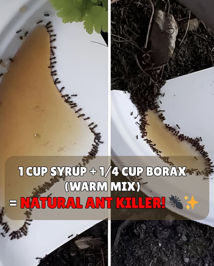 To get rid of ants in the house, mixed up 1 cup syrup. Heated up a bit and 1/4 cup borax. Placed on pieces of paper plates also outside by the house where is an ant nest. Next day all syrup was gone and no ants since that.