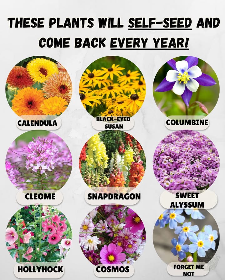 9 Self-Seeding Plants That Come Back Every Year with No Effort!
