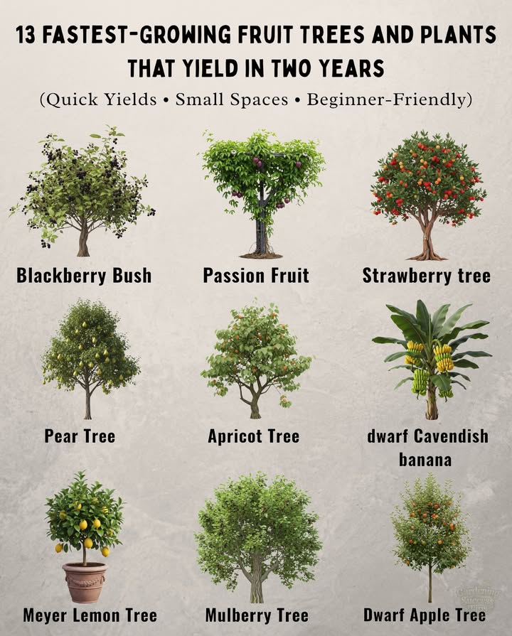 Fastest-Growing Fruit Trees & Plants for Quick Harvests
Want fruit sooner, These trees, bushes, and plants grow fast and reward you in just two years or less! 

 Blackberry Bush  Harvest in 12 years Zones 58
 Passion Fruit  Ready in 18 months Zones 9b11
 Strawberry Tree  Fruits in 2 years Zones 49
 Dwarf Cavendish Banana  Pick bananas in under 2 years Zones 411
 Pear Tree  Sweet fruit in 2 years Zones 38
 Apricot Tree  First harvest in 24 years Zones 49
 Meyer Lemon Tree  Indoor/outdoor, fruits in 2 years Zones 811
 Mulberry Tree  Berries in just 2 years Zones 48
 Dwarf Apple Tree  Compact  productive in 23 years

 Tip: Full sun  well-drained soil = faster, healthier growth!