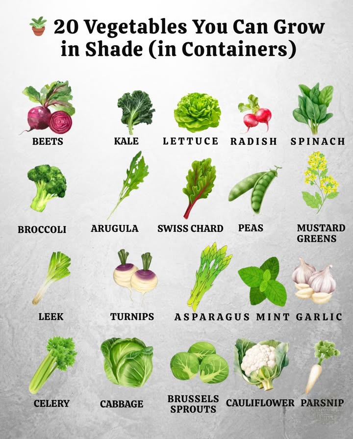 凌 Set up a vegetable garden even in the shade!   
Here are 20 perfect vegetables to grow in pots in the shade: beets, kale, lettuce, radishes, spinach, broccoli, arugula, Swiss chard, peas, mustard, leeks, turnips, asparagus, mint, garlic, celery, cabbage, Brussels sprouts, cauliflower, and parsnips. 復綾  
Enjoy a productive garden even without direct sunlight to harvest fresh vegetables all year round.