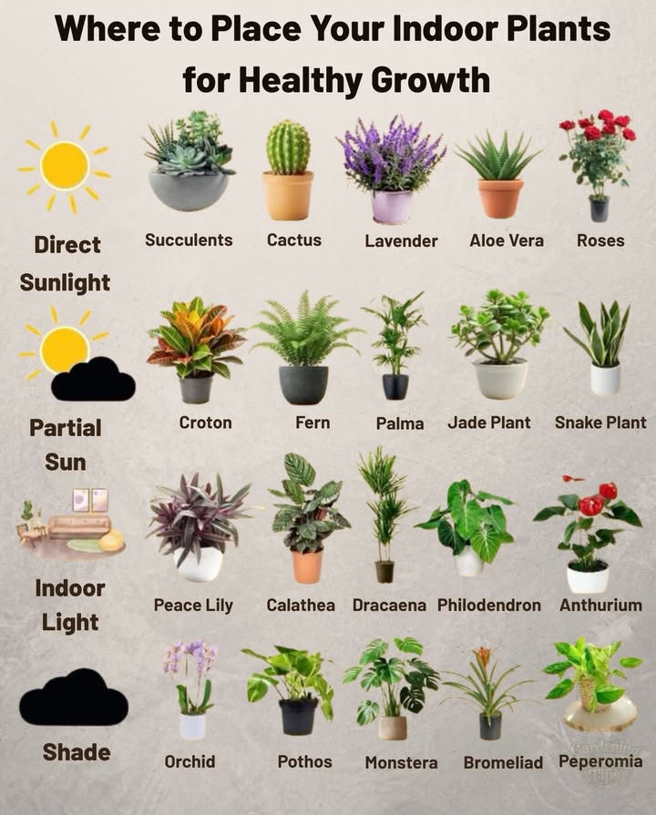 易 Matching plants with the right light keeps them thriving indoorsnaturally.