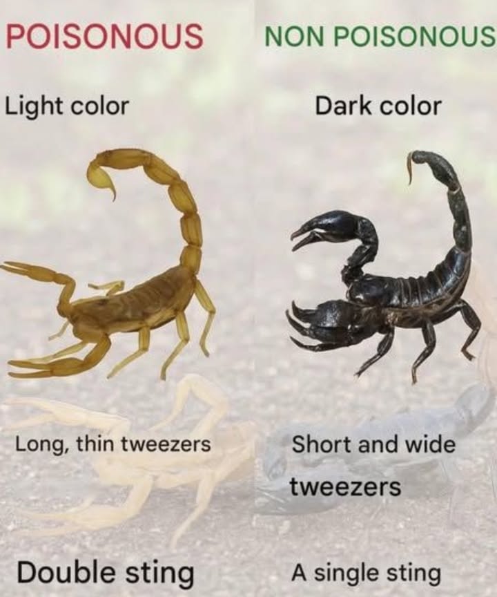 廬 How to Tell Poisonous vs. Non-Poisonous Scorpions

Not all scorpions are equally dangerous  heres how to spot the difference before you get too close! 

 Poisonous Scorpions
 Usually light-colored yellow or pale brown
 Have long, thin pincers tweezers
 Often deliver a double sting
 Highly venomous  seek medical help immediately if stung!

 Non-Poisonous Scorpions
 Typically dark-colored black or brown
 Have short, thick pincers
 Deliver a single sting
 Less venomous  painful but rarely dangerous

 Tip for Safety:
If you live in scorpion-prone areas, shake out your shoes, bedding, and clothes before use  they love cool, dark hiding spots!