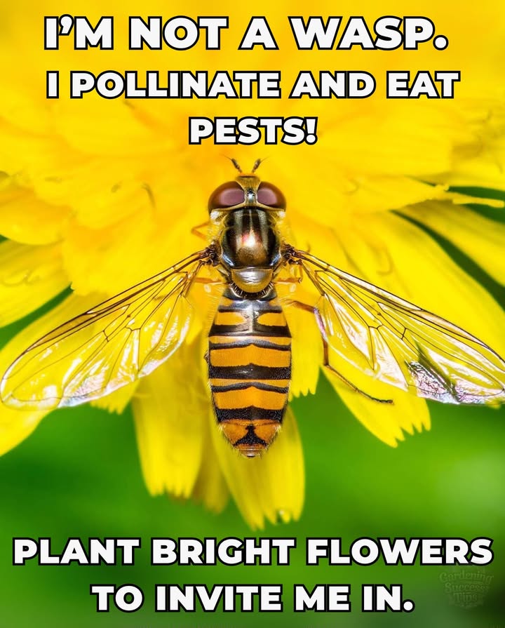 Syrphidae: The Hoverfly
 Look like wasps, act like heroes
 Pollinators  aphid eaters
 Why Keep Them Around?
 Help flowers bloom
 Reduce pests naturally
 Tip: Grow alyssum, marigold, fennel