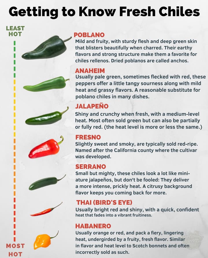 From mild to blazingknow your peppers before you cook!
 Poblano  Mild, earthy, perfect for chiles rellenos
 Anaheim  Pale green, mild heat, grassy flavor
 Jalapeño  Crunchy, medium heat, classic kick
 Fresno  Sweet, smoky, sold red-ripe
 Serrano  Small, intense heat, citrusy notes
 Thai Birds Eye  Quick, fiery, fruity finish
 Habanero  Fiery, fruity, lingering heat