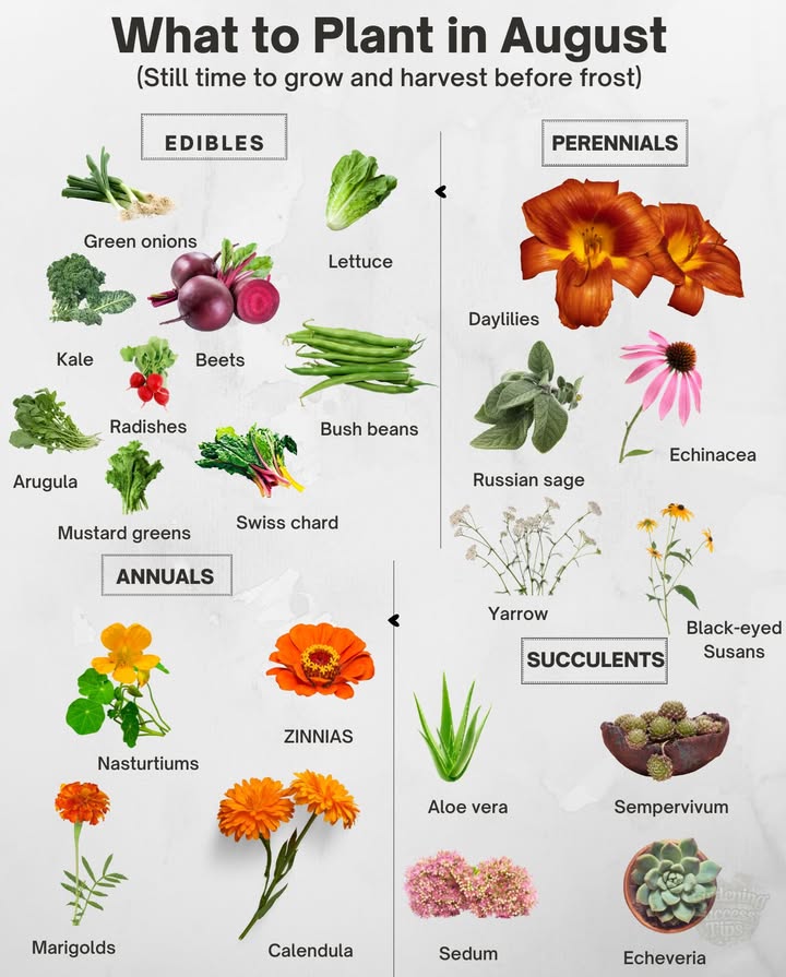 What to Plant in August
Extend your harvest and fill garden spaces before the first frost.

塞 Cool-Season Crops
Quick-maturing greens and roots thrive in late summer warmth:
 Leafy varieties for salads
 Fast-growing root vegetables
 Early beans if started soon

 Reliable Perennials
Establish before winter for blooms next year:
 Sun-loving flowers for lasting color
 Hardy options tolerant to heat and cool nights

 Annuals with Fast Color
Fill gaps with blooms that flourish into autumn:
 Quick-starting flowers perfect for containers and beds

 Heat-Resilient Succulents
Tough, drought-tolerant picks ready for sunny spots:
 Compact rosettes and trailing types for texture

 Late planting can be successful with consistent watering and early sowing for longer harvest windows.