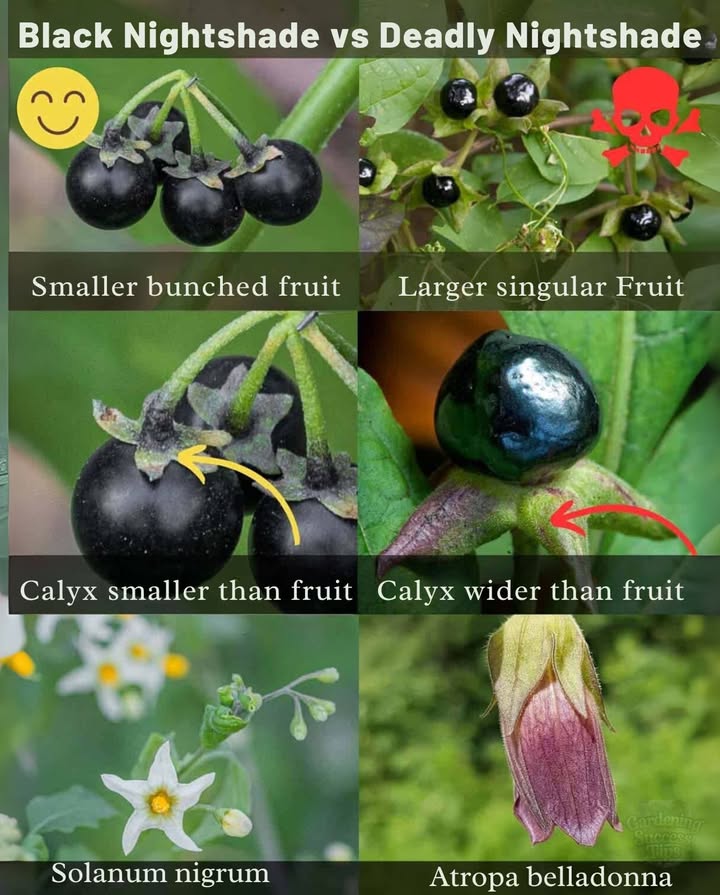 Look close, harvest safenever guess with wild plants
These berries may look similar, but the stakes couldnt be higher.
 Black nightshade Solanum nigrum has small, clustered fruit
 Deadly nightshade Atropa belladonna has larger, single berries
 Safe variety: calyx is small and hugs the fruit
 Toxic variety: calyx flares wider than the berry
 Flower shapes and colors are also key identifiers
 Always confirm before foragingmistakes can be fatal