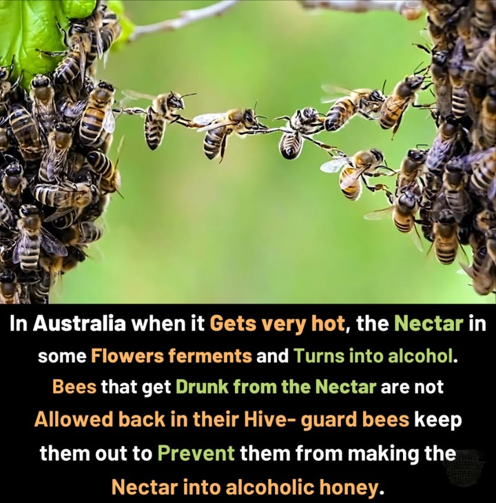 In Australias extreme heat, some flowers ferment nectar into alcohol. When bees collect it, they can get intoxicated.  Guard bees then prevent affected bees from entering the hive, protecting honey quality and colony stability.  Nature truly knows how to self-regulate!
