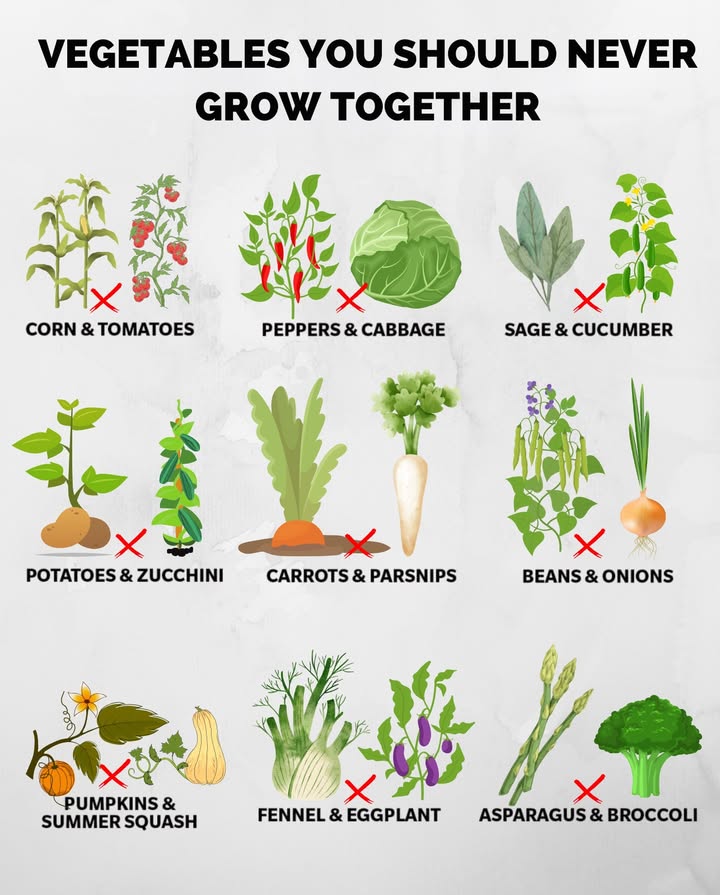 Avoid pairing these plants to prevent stunted growth, pest issues, or competition for nutrients.
 Corn and tomatoes attract the same pests, like corn earworms.
 Peppers and cabbage can slow each others growth due to incompatible soil needs.
 Sage inhibits cucumber development.
 Potatoes and zucchini both demand heavy nutrients and spaceleading to overcrowding.
 Carrots and parsnips compete underground, reducing yields.
 Beans release compounds that can harm onions.
 Fennel disrupts eggplant root development.
Plant smart to keep your garden thriving!
