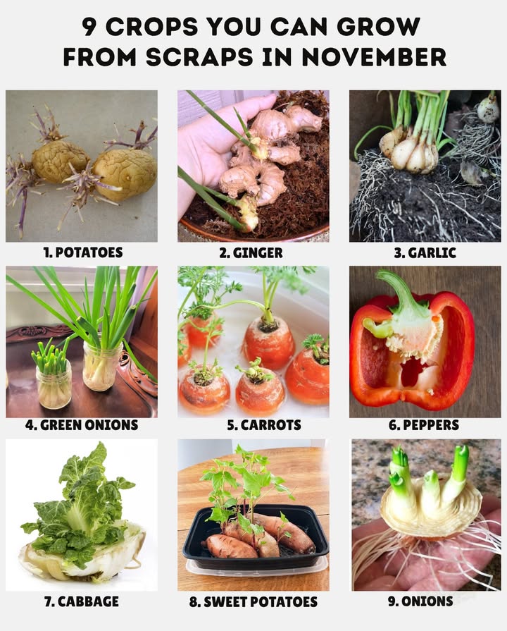 Kitchen scraps = free vegetables! 凜龍 Regrow these 9 crops in November from leftovers: 
 Potatoes  plant sprouted pieces in deep soil; slow but reliable
 Ginger  place a knobby piece in moist soil; loves warmth indoors
 Garlic  plant individual cloves for spring bulbs
 Green Onions  regrow in water first, then move to soil
 Carrots  tops regrow leafy greens use for pesto  soups
 Peppers  dry seeds and start indoors for spring planting
 Cabbage  outer core sprouts new leaves in soil
 Sweet Potatoes  root slips in water, then pot up
 Onions  bottom root base grows new greens for cooking

 Tip: Bright windowsills  slightly moist soil = winter growth success