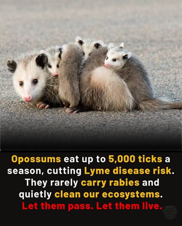 Not Vermin. Not Rabid. Just OpossumsTick-Eating, Disease-Fighting Cleaners of the Night.