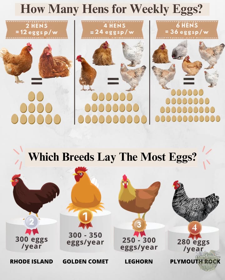 A small flock of 2 to 6 hens can easily cover a familys weekly egg needs, depending on how many eggs you use.

 High-producing breeds like Golden Comet and Rhode Island Red lay reliably year-round.
 Each hen can lay around 56 eggs per week with proper care.
 For the best results, provide:
 Quality feed
 Fresh water daily
 Clean nesting boxes
 Enough space to roam

Backyard chickens are a sustainable way to enjoy fresh eggs right from home.