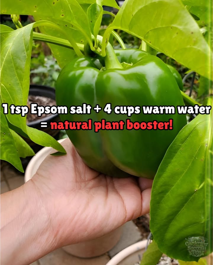 Mix 1 tsp of Epsom salt into 4 cups of warm water, stir well, and spray directly onto plant leaves.
Spray on tomatoes, peppers & roses  Repeat after 10 days to deliver a natural dose of magnesium that encourages:
 More blossoms
 Better fruit set
 Stronger, greener growth