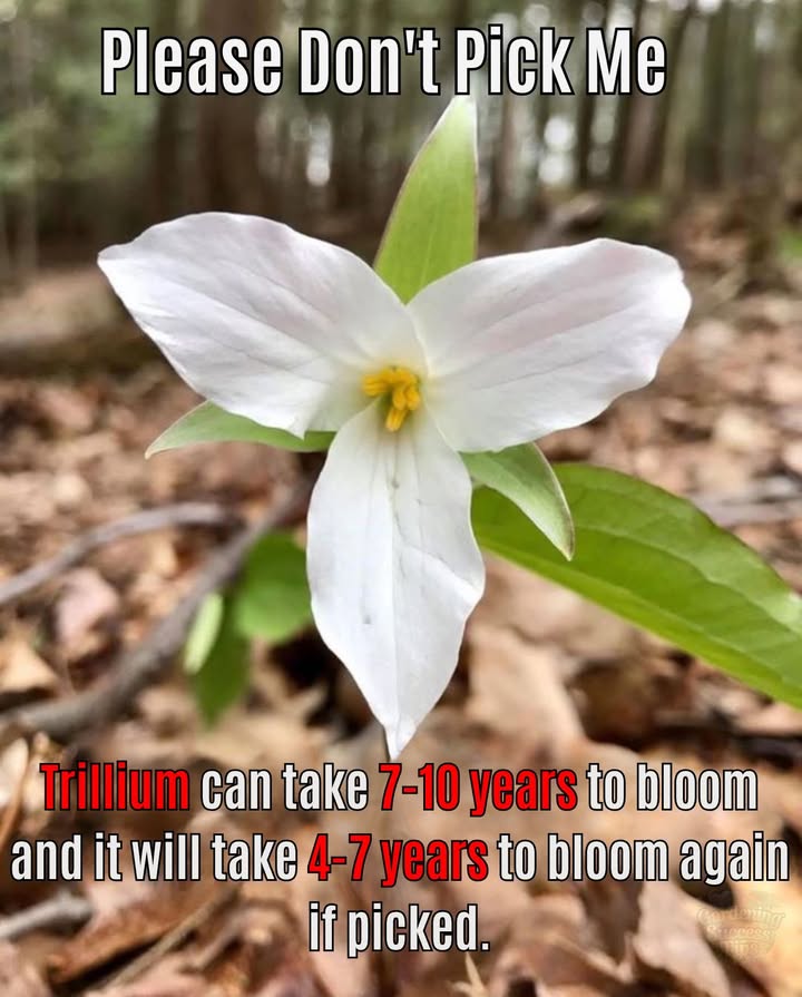 Picking a single flower may set back over a decade of growth.
 Let it grow. Let it reseed. Let others see it too.