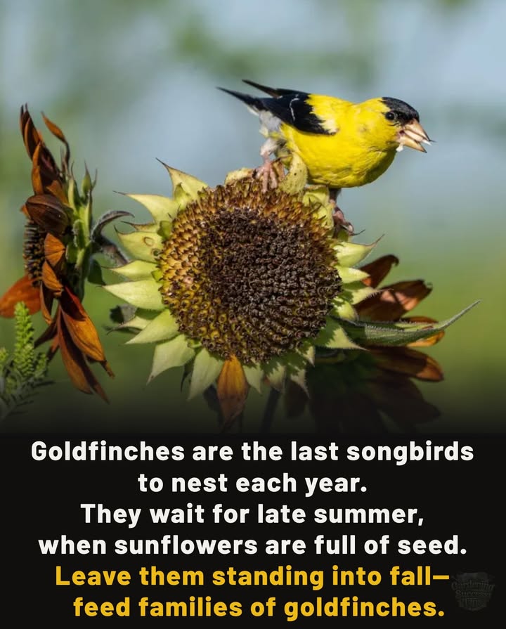 The Sunflower Connection